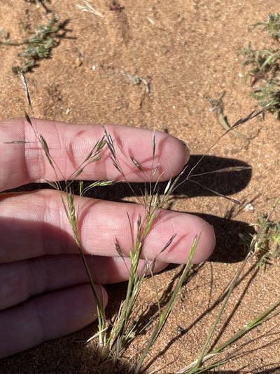 Deschampsia danthonioides, photographed by Sula Vanderplank
