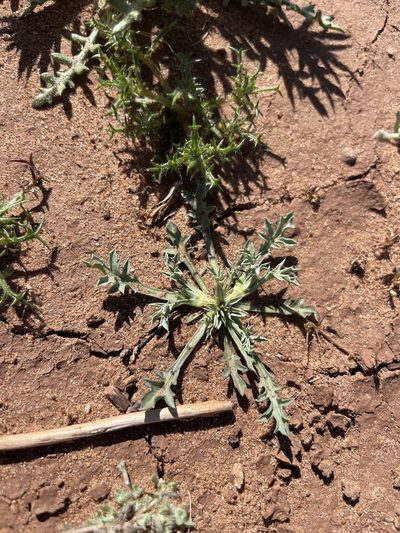 Eryngium aristulatum, photographed by Sula Vanderplank