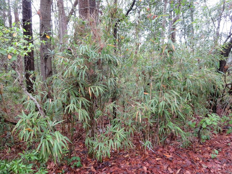 Arundinaria tecta, photographed by Nonbinary-Naturalist