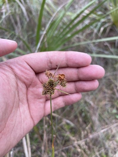Fuirena breviseta, photographed by Brandon Corder