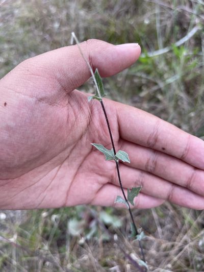 Melanthera angustifolia, photographed by Brandon Corder