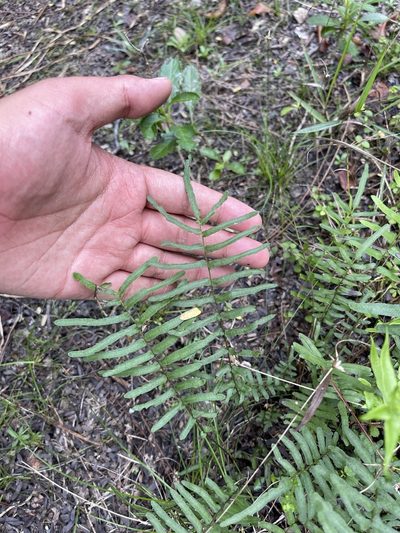 Pteris bahamensis, photographed by Brandon Corder