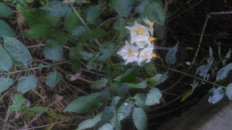 Solanum malmeanum, photographed by Bahiano Ayala