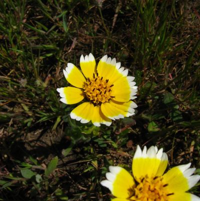 Layia chrysanthemoides, photographed by chrismo