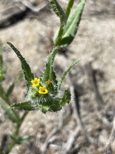 Amsinckia spectabilis, photographed by Sula Vanderplank