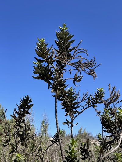 Eriodictyon sessilifolium, photographed by Sula Vanderplank
