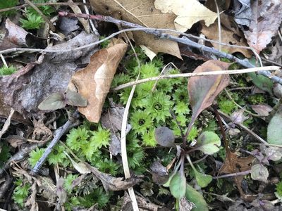 Rhodobryum ontariense, photographed by Rae Bosley