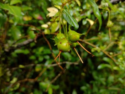 Mitraria coccinea, photographed by Fernanda Isidora Améstica Rojas