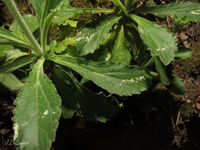 Anarrhinum duriminium, photographed by José Luis Camaño