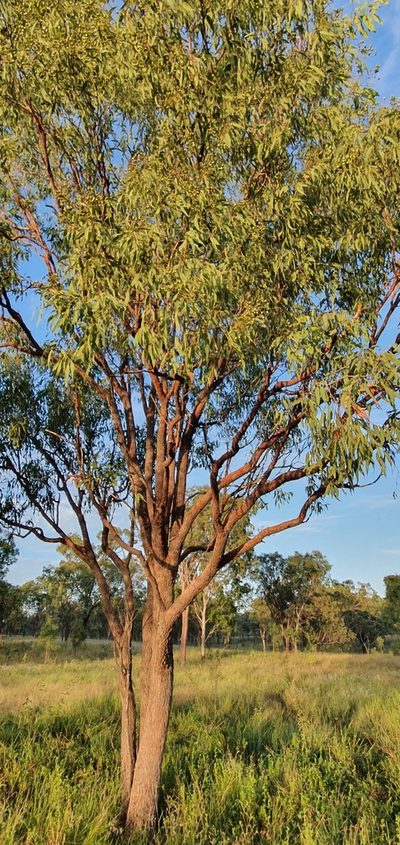 Corymbia erythrophloia, photographed by Bethlea Bell