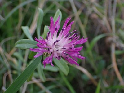 Centaurea aspera, photographed by Fabien Piednoir