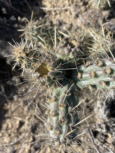 Cylindropuntia californica, photographed by Sula Vanderplank
