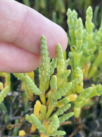 Salicornia bigelovii, photographed by Sula Vanderplank