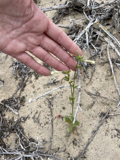 Nicotiana clevelandii, photographed by Sula Vanderplank