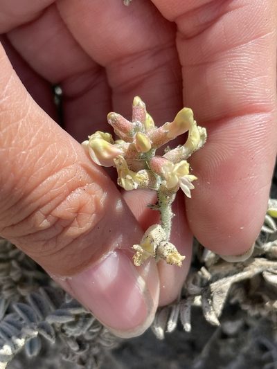 Astragalus anemophilus, photographed by Sula Vanderplank