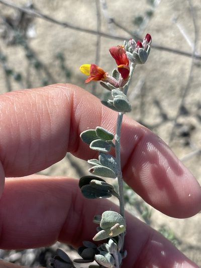 Acmispon distichus, photographed by Sula Vanderplank