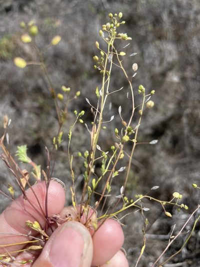 Hornungia procumbens, photographed by Sula Vanderplank