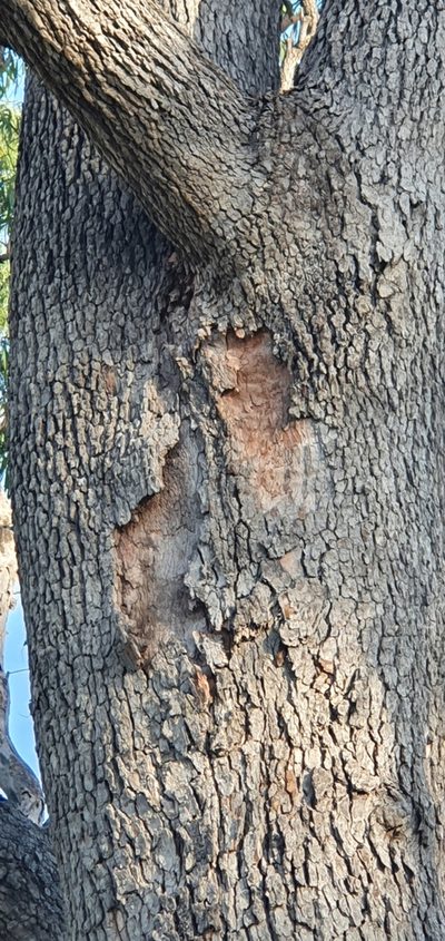 Corymbia clarksoniana, photographed by Bethlea Bell
