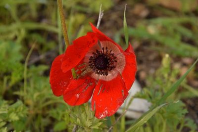Anemone coronaria, photographed by Mitch Van Dyke