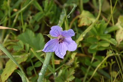 Erodium gruinum, photographed by Mitch Van Dyke