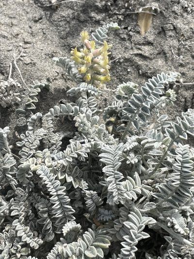 Astragalus anemophilus, photographed by Sula Vanderplank