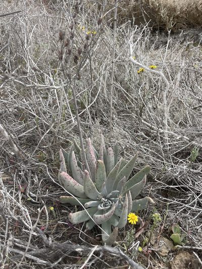 Dudleya cultrata, photographed by Sula Vanderplank