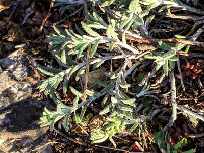 Teucrium montanum, photographed by Denys Vynokurov
