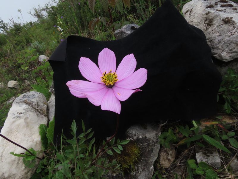 Cosmos peucedanifolius, photographed by Manuel Roncal