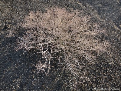 Psorodendron arborescens, photographed by Tim Messick
