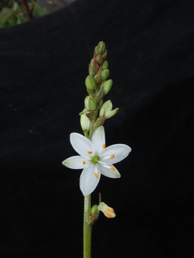 Trihesperus glaucus, photographed by Manuel Roncal