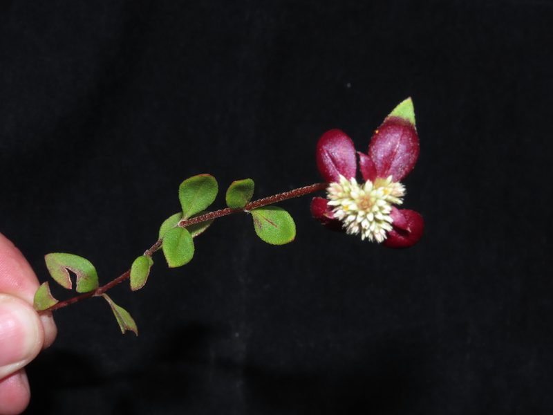 Alternanthera macbridei, photographed by Manuel Roncal