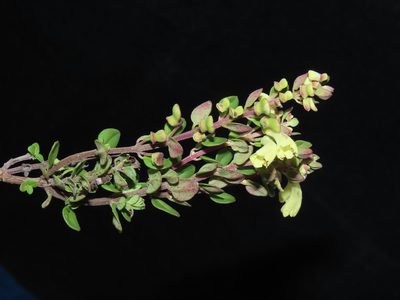 Scutellaria gardoquioides, photographed by Manuel Roncal