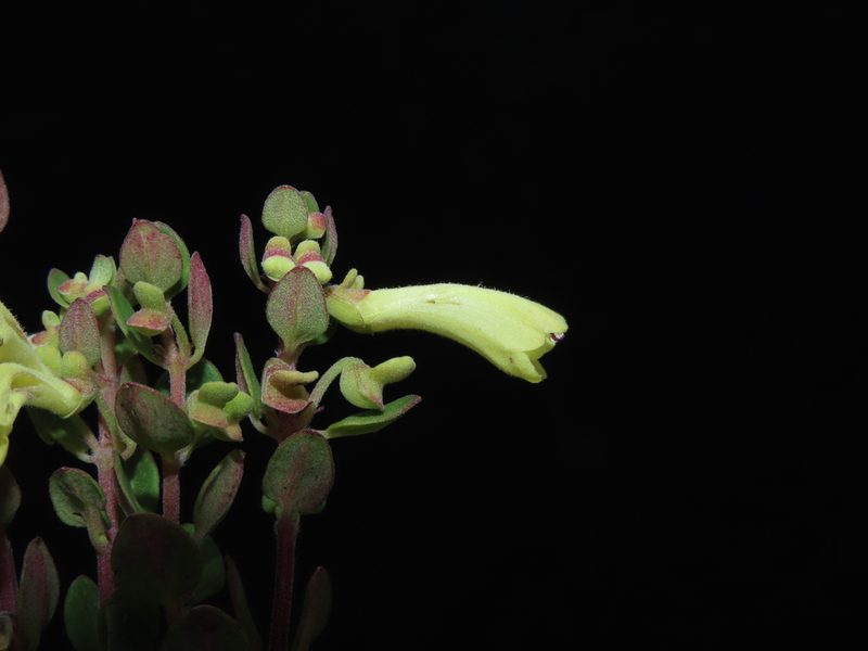Scutellaria gardoquioides, photographed by Manuel Roncal