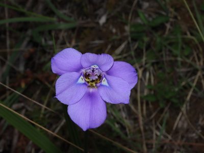 Ennealophus foliosus, photographed by Manuel Roncal