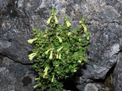Scutellaria gardoquioides, photographed by Manuel Roncal