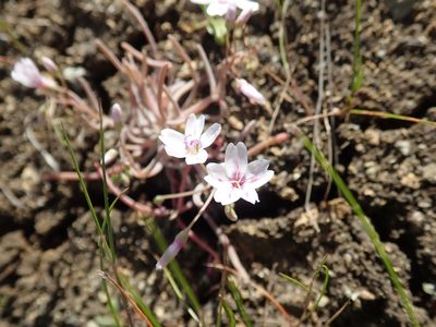 Claytonia gypsophiloides