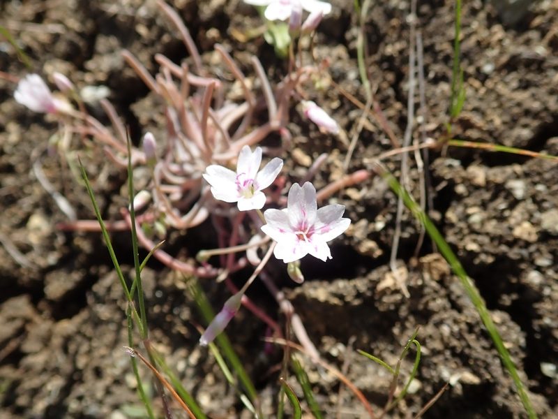 Claytonia gypsophiloides, photographed by joergmlpts