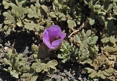 Lecanophora ameghinoi, photographed by Hugo Hulsberg