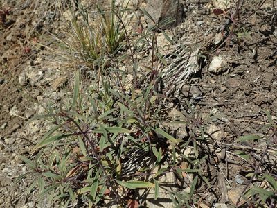 Monardella douglasii, photographed by joergmlpts
