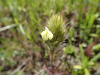 Castilleja rubicundula, photographed by joergmlpts
