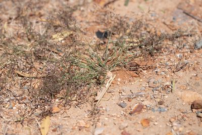 Eragrostis minor, photographed by Kym Nicolson