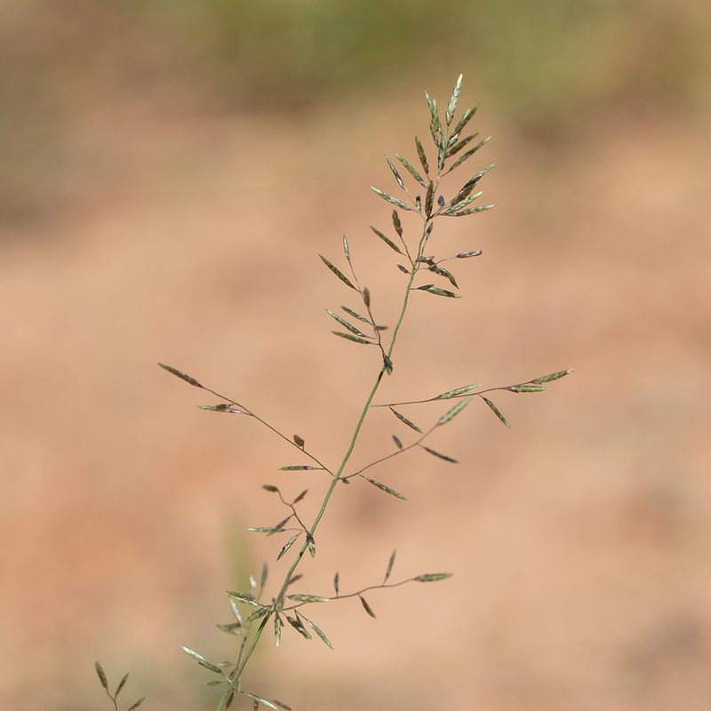 Eragrostis barrelieri, photographed by Kym Nicolson