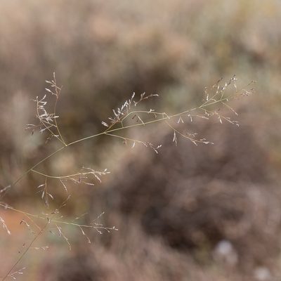 Eragrostis parviflora, photographed by Kym Nicolson