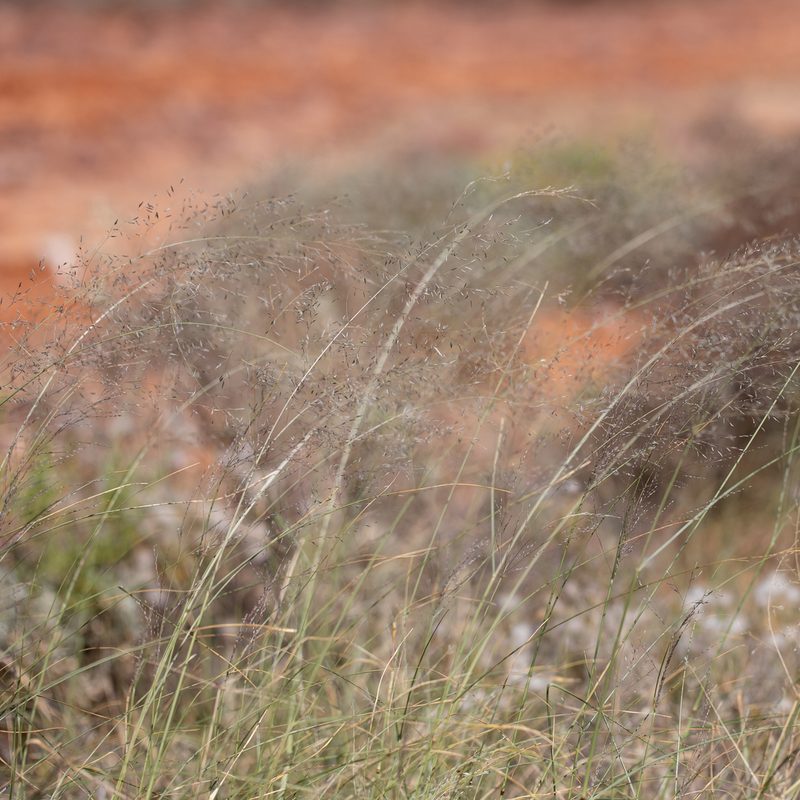 Eragrostis parviflora, photographed by Kym Nicolson