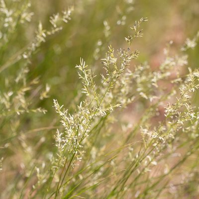 Eragrostis setifolia, photographed by Kym Nicolson