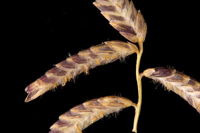 Eragrostis laniflora, photographed by Kym Nicolson