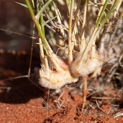 Eragrostis laniflora, photographed by Kym Nicolson