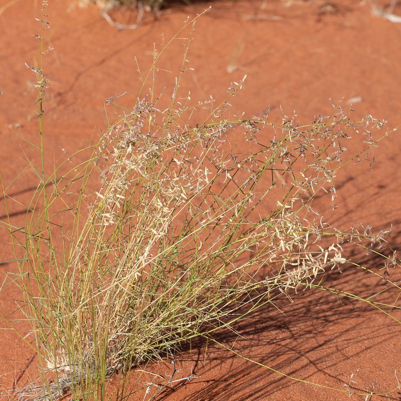 Eragrostis laniflora, photographed by Kym Nicolson