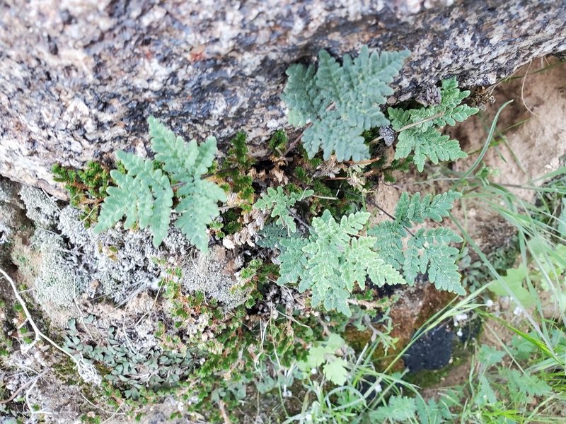 Notholaena californica, photographed by Craig Martin