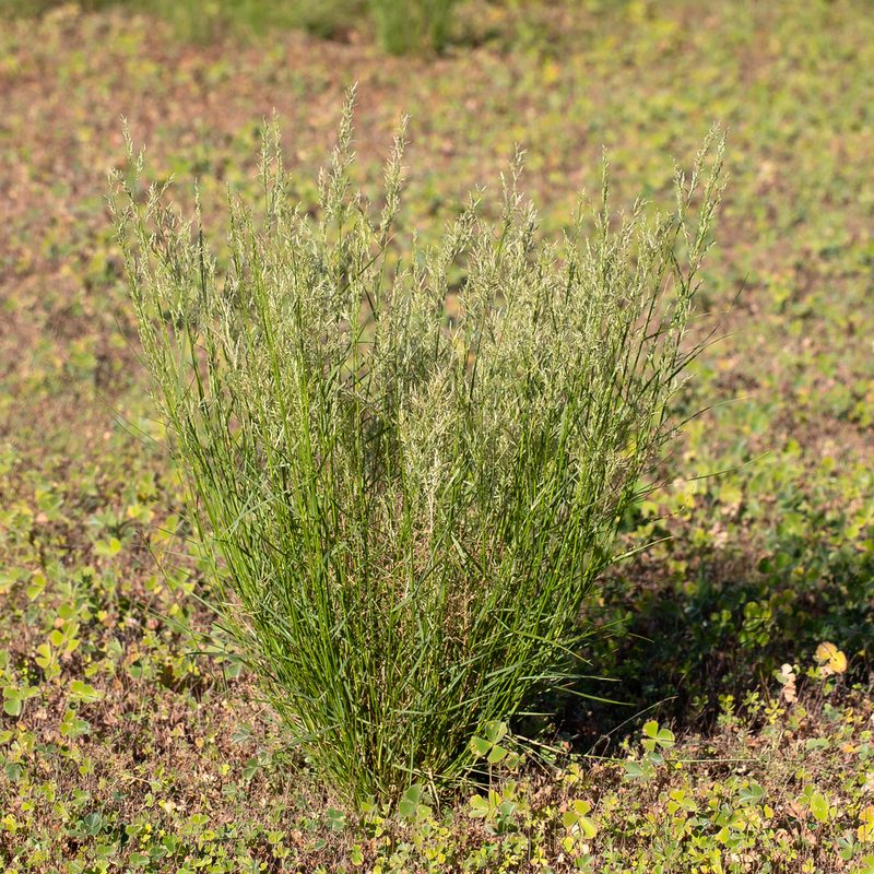 Eragrostis setifolia, photographed by Kym Nicolson